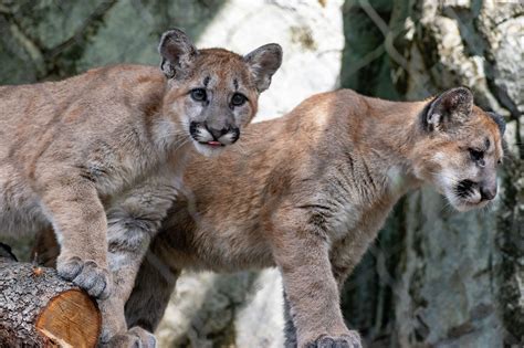 hairy cougar